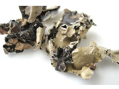 Stone Flower