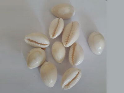 Natural Seashell